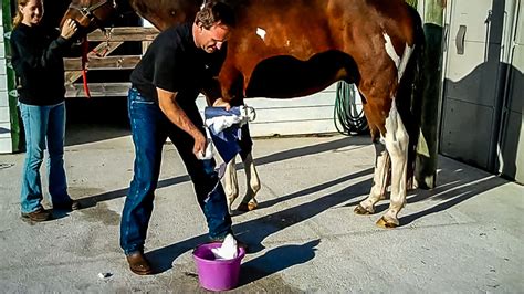 Sheath Cleaning Without Sedation In Horses The Horses Advocate