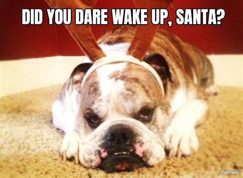 Angry English Bulldog Memes Petpress Petpress