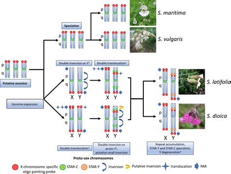 Frontiers The Formation Of Sex Chromosomes In Silene Latifolia And S Dioica Was Accompanied