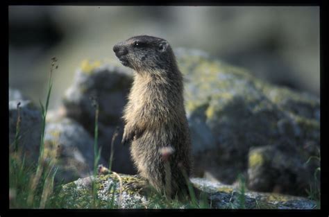 Tatra marmot (Marmota marmota latirostris); Image ONLY