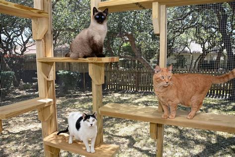 Safety Outdoors Cat Enclosures And Cages Purrfect Love Cat