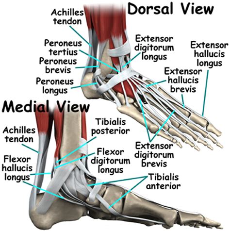 There are bursa located underneath the tendons and ligaments on both the lateral and medial sides of the i'm 61yo female who fell 12 feet off a ladder and tore my pcl completely. Know Your Ankle - Nritarutya