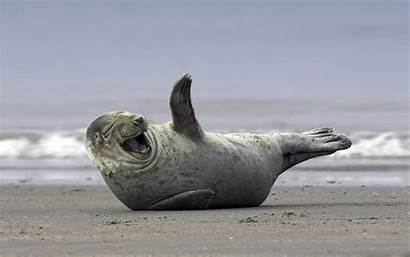 Seal Funny Laughing Animals Lion Sea Wallpapers