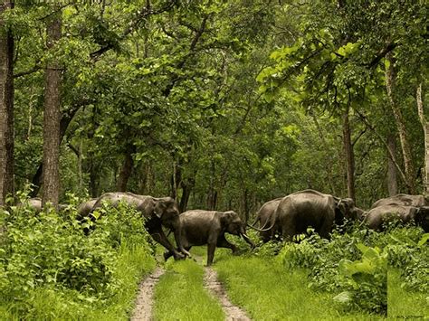 Top 10 Best Wildlife Sanctuaries In Kerala Resort In Asia