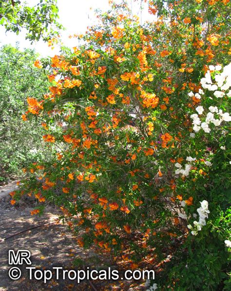 Tecoma Alata Tecoma Guarume Orange Trumpet Flower