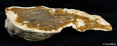 Petrified Driftwood Willamette Valley Oregon For Sale 2732
