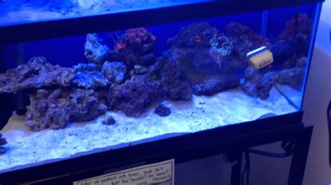 20 Gallon Long Office Reef Tank Youtube