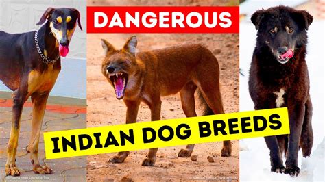 Indian Dog Breeds List