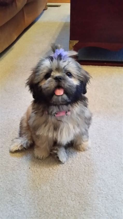 Yes Its Mia In 2014 She Was Born Brown And Black Shih Tzu Shih