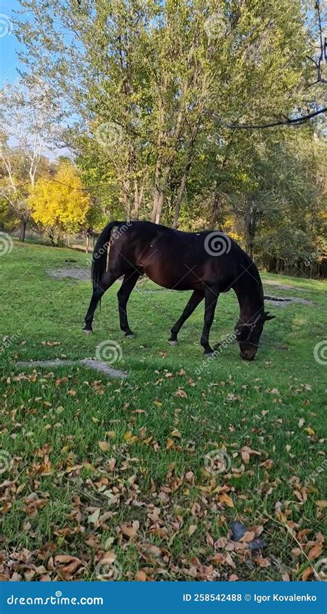 Horse Eating Grass On The Lawn In The Forest Artiodactyls Stock Footage