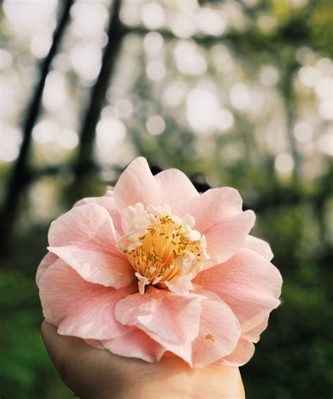 Pink Petaled Flower On Selective Focus Photography · Free Stock Photo