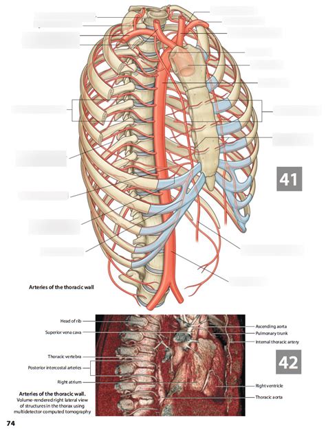 Arteries Of The Thoracic Wall Diagram Quizlet