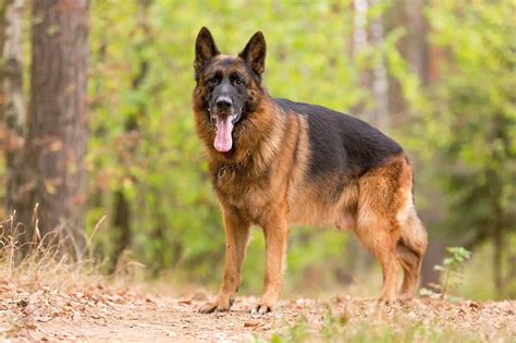Best German Shepherd Dog Dog Food Spot And Tango