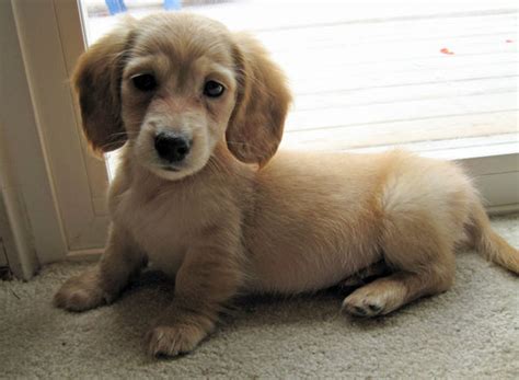 Miniature Golden Retriever Aka Comfort Retriever Breed Info And