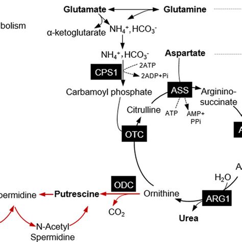 P53 Regulation Of Ammonia Metabolism Through Urea Cycle Controls