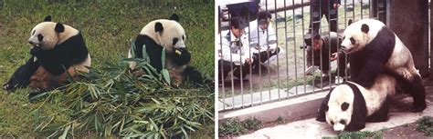 The Complicated Legacy Of A Panda Who Was Really Good At Sex
