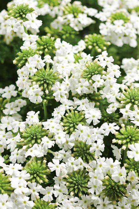 Babylon® White Verbena Hybrid Proven Winners