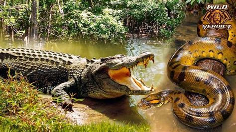 Crocodile Vs Anaconda Wild Verdict