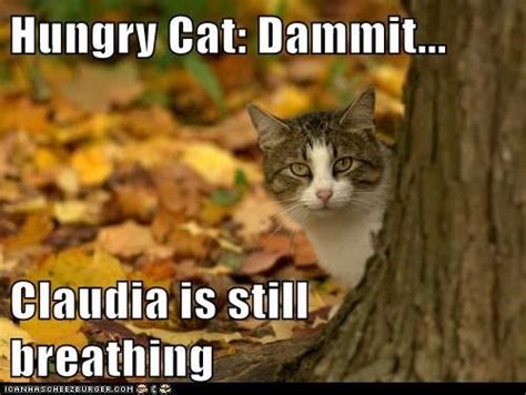 Take The New Funny Hungry Cat Memes Hilarious Pets Pictures