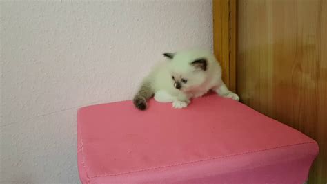 Ragdoll Kittens 4 Weeks Oldtilly Is Dancing On The Table Youtube