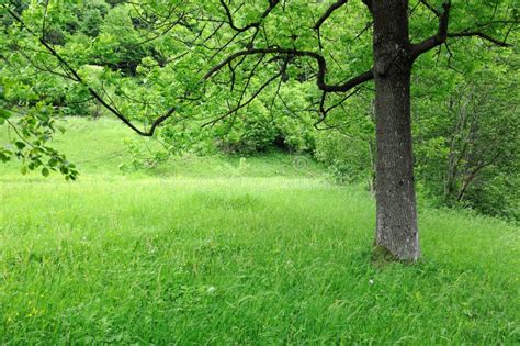 Spring Meadow With Big Tree Stock Image Image Of Background Country