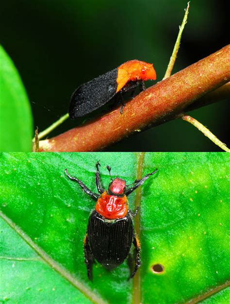 赤と黒のアワフキムシ - 海野和男のデジタル昆虫記 - 緑のgoo