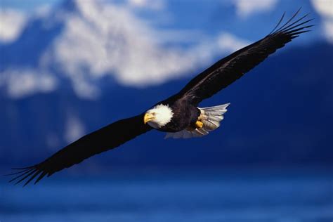 On The Wings Of Eagles An Inspirational Poem Hubpages
