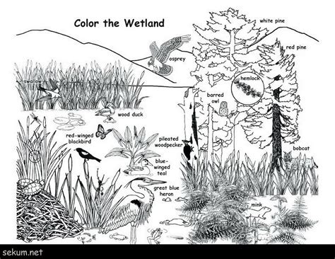 Wetland plants and animals coloring page | Animal habitats, Coloring pages, Jungle coloring pages