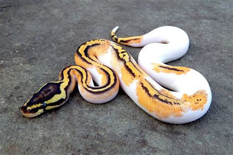Ball Python Pastel Pumpkin Pied Cute Snake Dream Snake