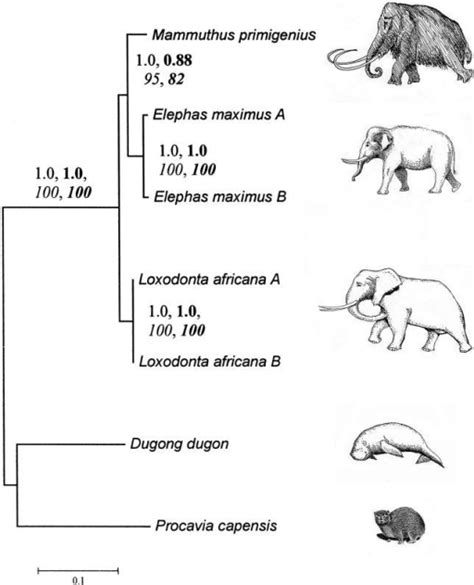 Life Cycle Of Woolly Mammoth Earthdays2022
