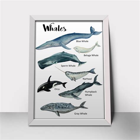 Whale Chart Print Whale Chart Poster Whale Chart Art Poster Etsy