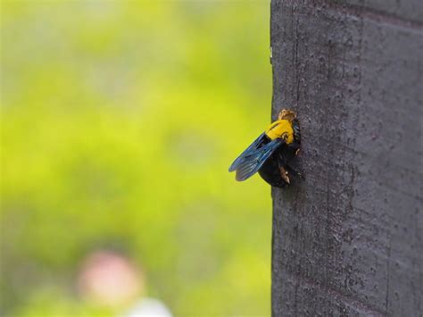 How To Get Rid Of Carpenter Bees Hgtv