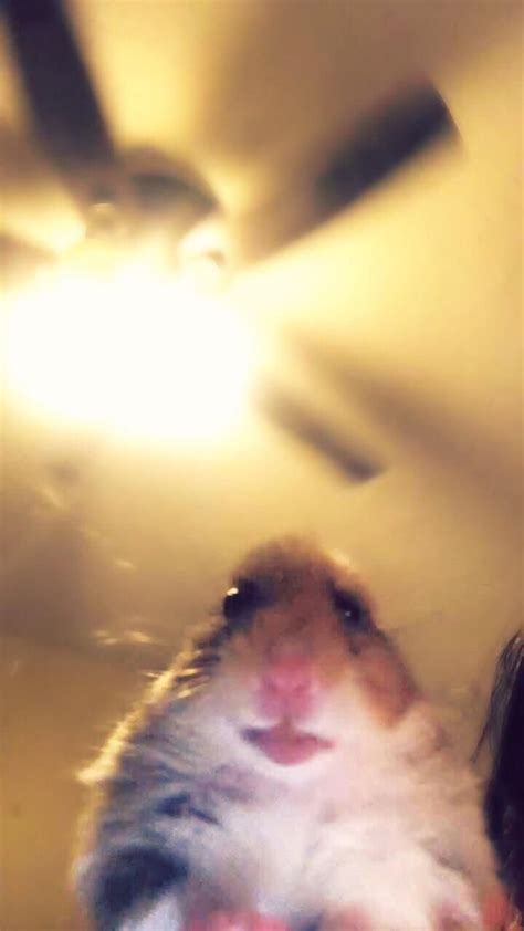 Hamster Facetime Meme Generator