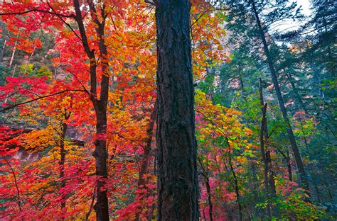 Fall Color In The Canyon West Fork Oak Creek Canyon Ari Flickr