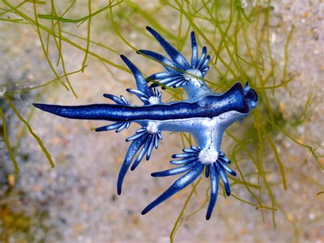 12 Elusively Blue Animals The Rarest Critters Of All