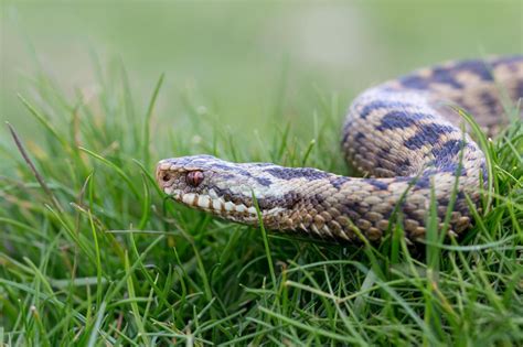 How Dangerous Are Venomous Adders Are Bites Common And When Are They