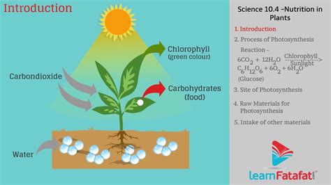 Process Of Photosynthesis Youtube