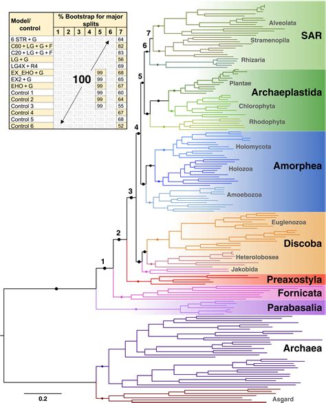 An Excavate Root For The Eukaryote Tree Of Life Science Advances