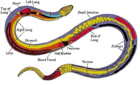 Brown Water Snake The Digestive System In The Nine Phyla