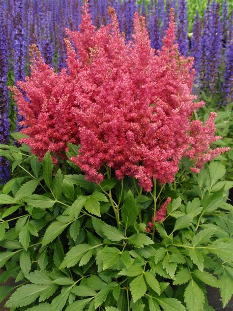 Astilbe Fireberry 16 Wide By 16 High In A Series Of Dwarf Astilbes