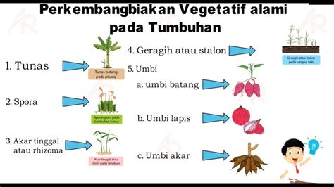 Tumbuhan Yang Berkembang Biak Dengan Cara Vegetatif Homecare24
