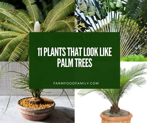 11 Amazing Plants That Look Like Palm Trees But Arent With Pictures