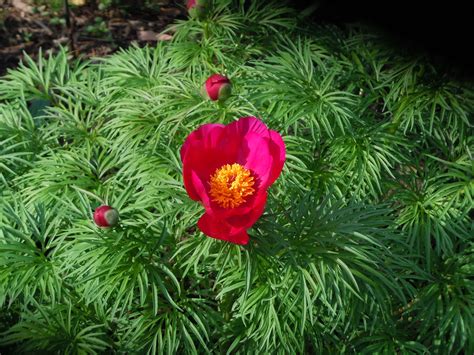 I Love Our Fern Leaf Peony