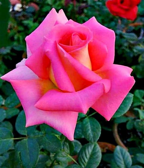 Good Morning Beautiful Flowers Beautiful Rose Flowers Love Rose