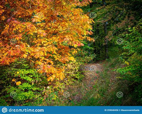 Soft Focus Beautiful Autumn Forest Peaceful And Quiet Place For