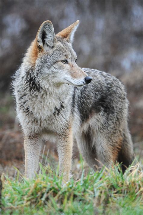 Smithsonian Insider New Genetic Evidence Confirms Coyote Migration