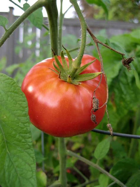 Mortgage Lifter Tomato How To Grow Angelic Home Living