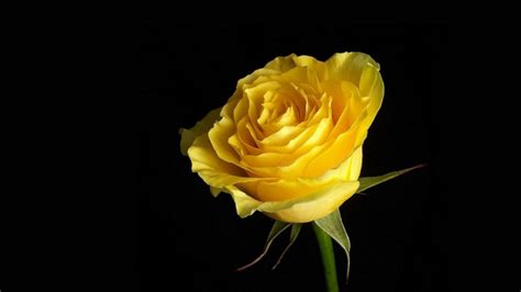 Free Download Yellow Roses Wallpaper Flower Wallpapers 23491 1920x1080
