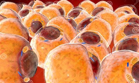 Fat Cells From Adipose Tissue Adipocytes Inside Human Organism Stock