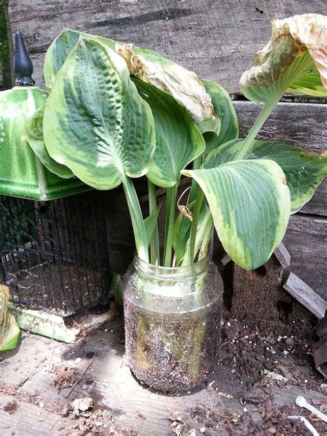 Make sure the container has drainage holes and that the potting mix you use promotes drainage. You Can Save That Hosta! | Gardens, Plants and Garden ideas